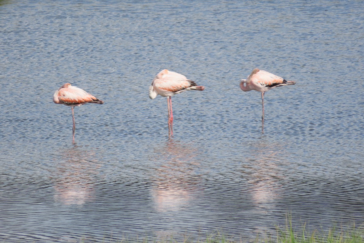Amerika Flamingosu - ML620353472