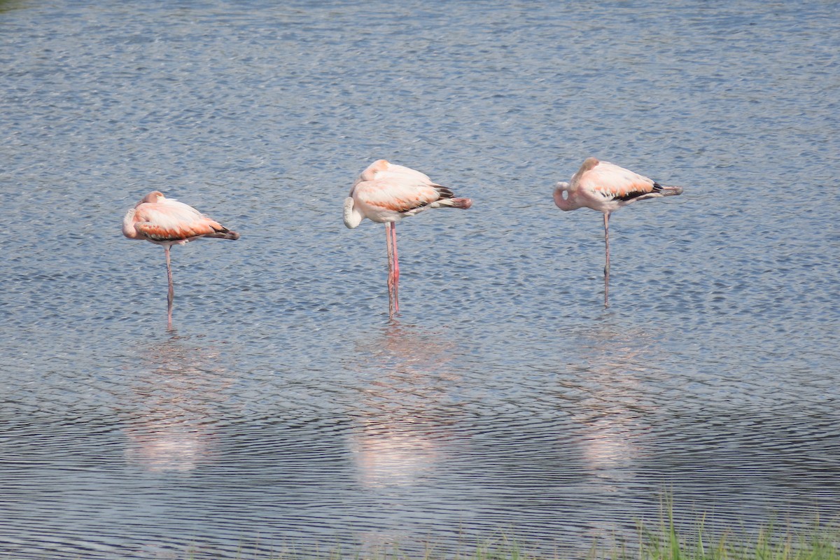 American Flamingo - ML620353472