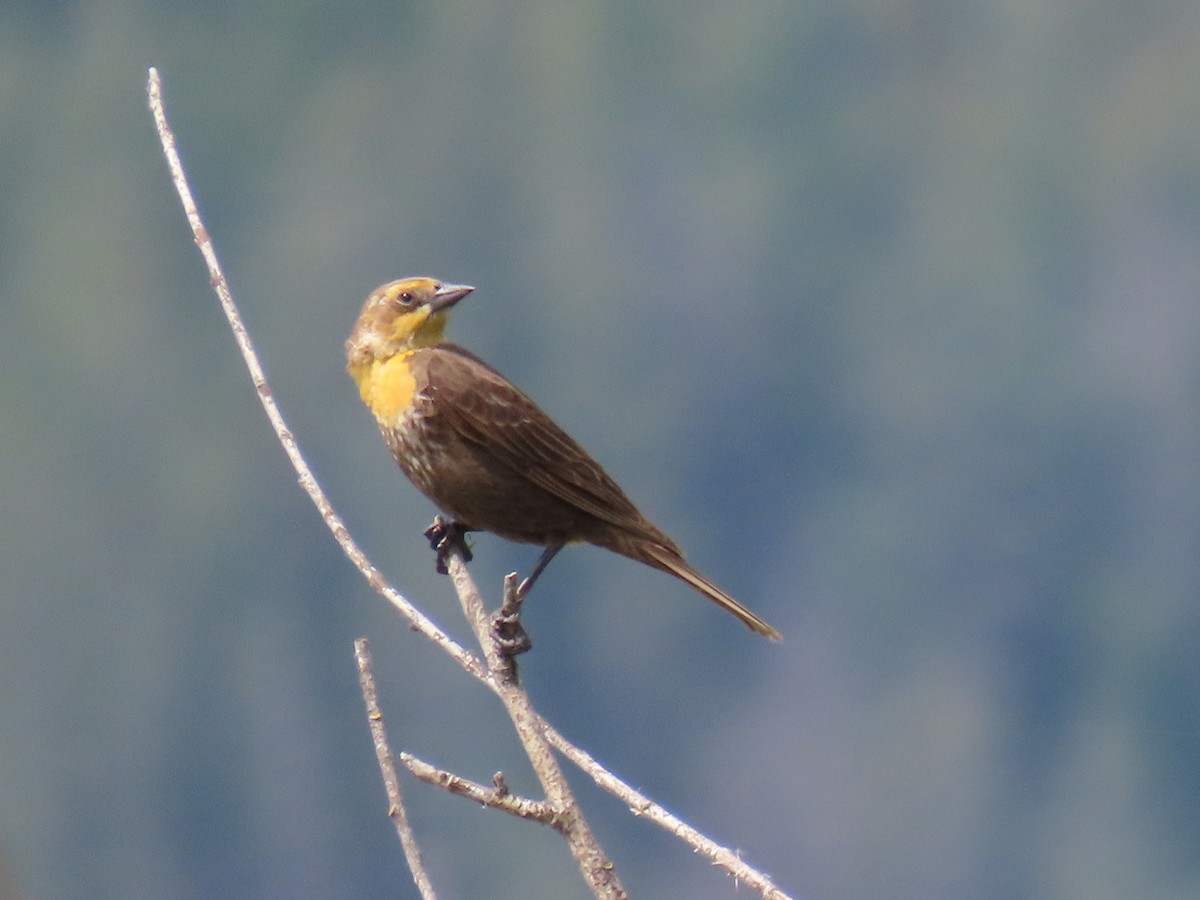 Yellow-headed Blackbird - ML620353473