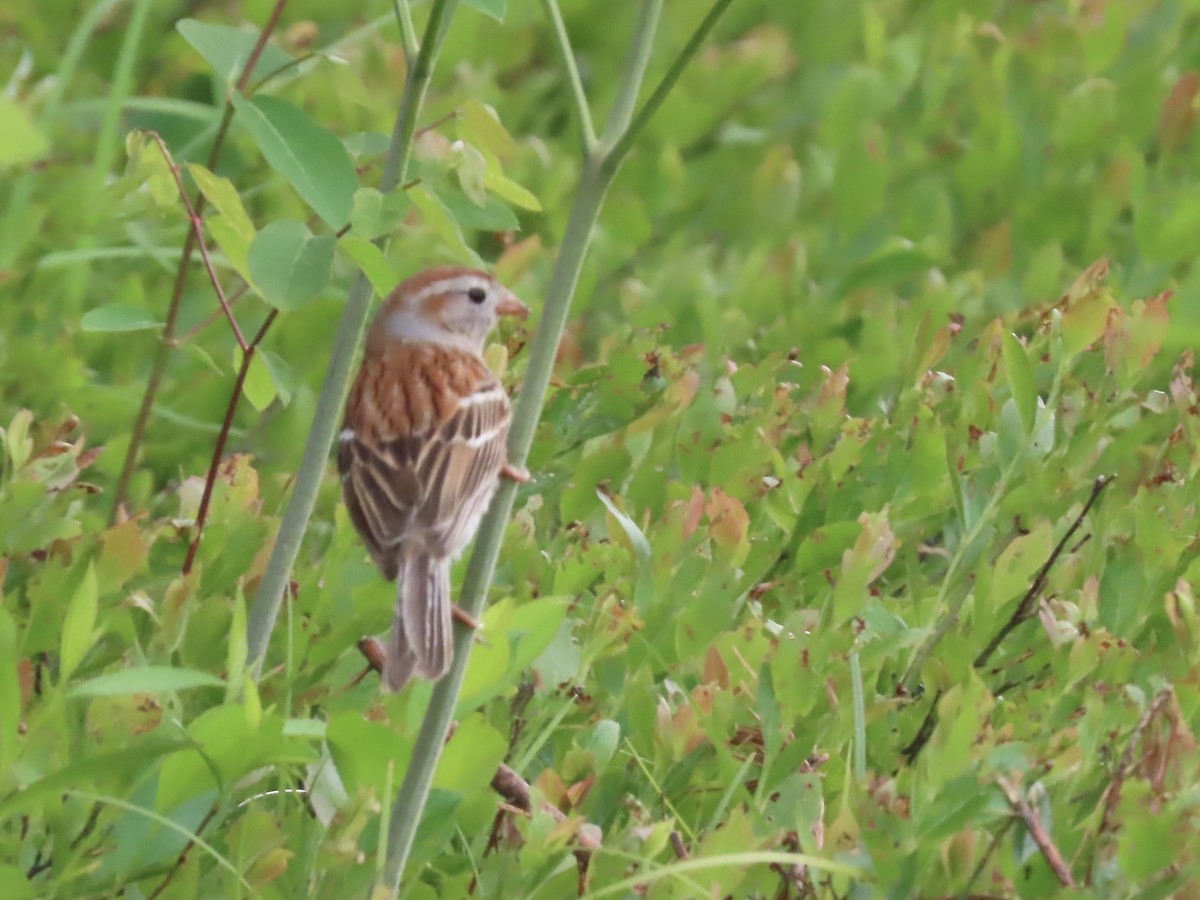 Field Sparrow - ML620353474