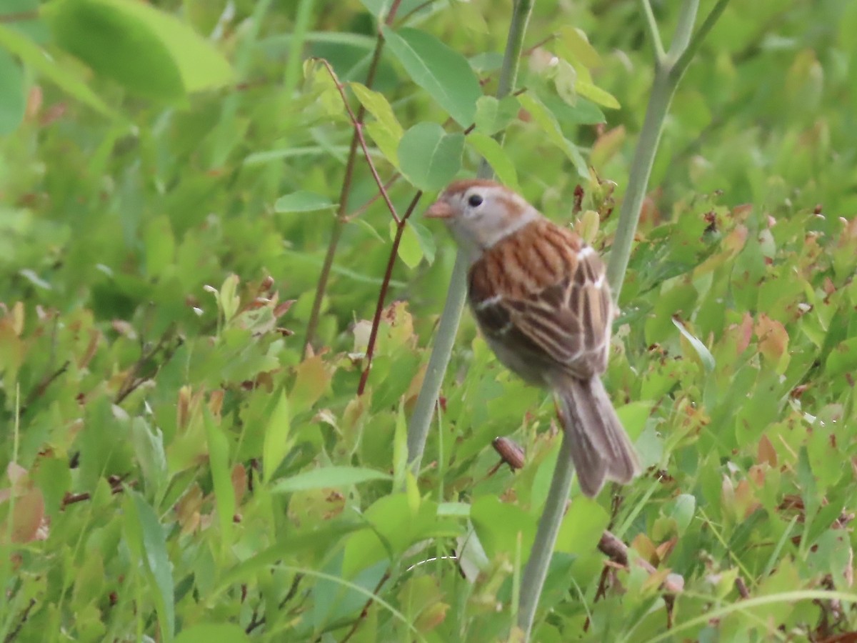 Field Sparrow - ML620353475