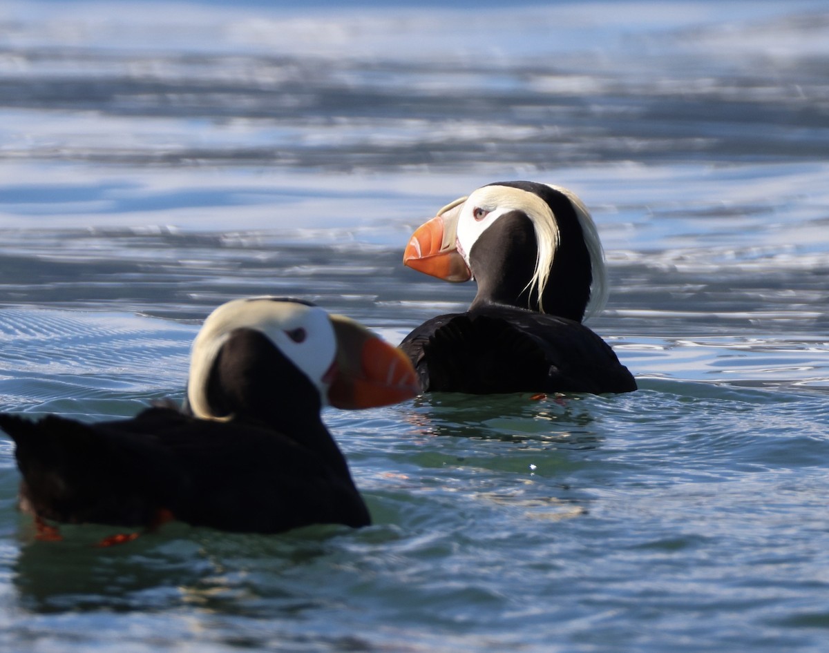 Tufted Puffin - ML620353476