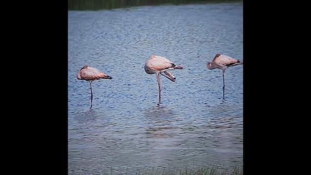 American Flamingo - ML620353477