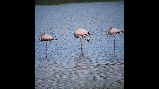 rødflamingo - ML620353477