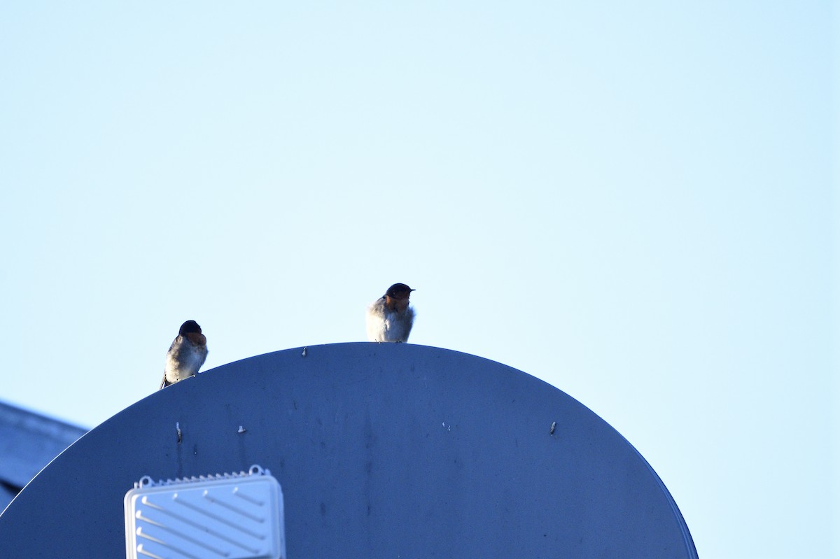 Golondrina Australiana - ML620353479