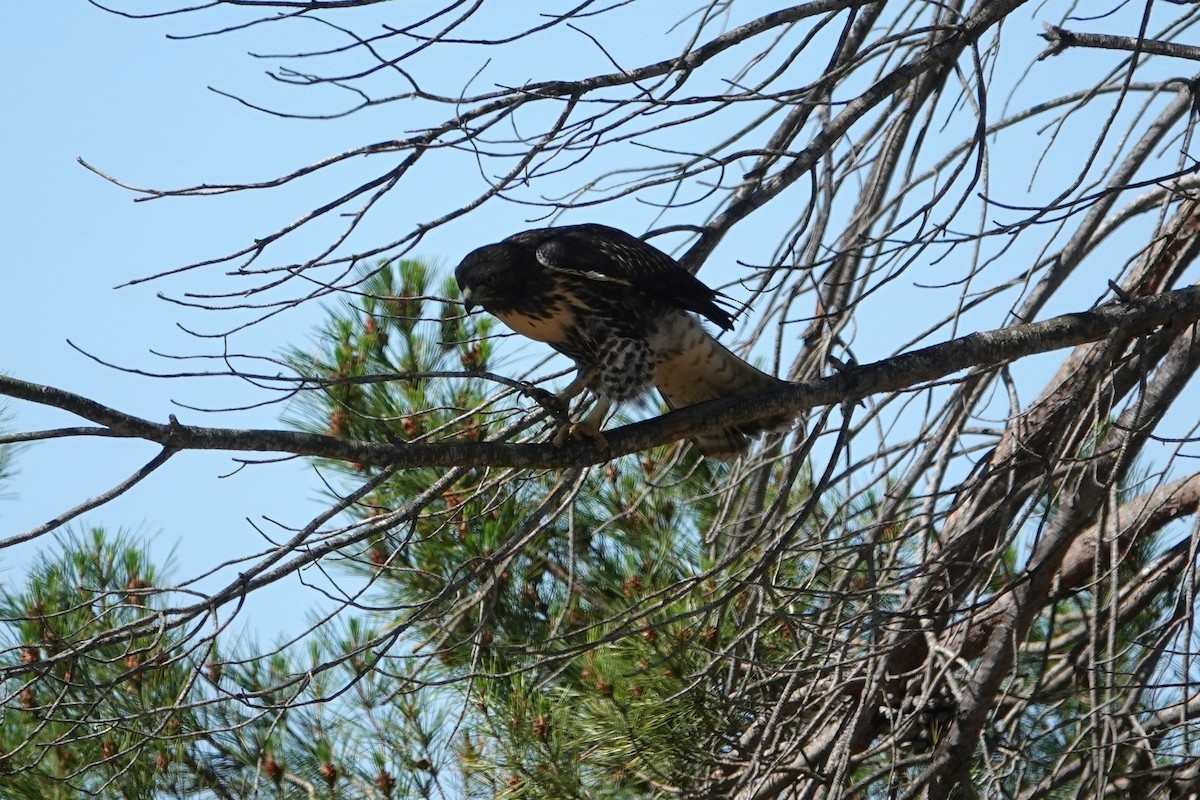 Red-tailed Hawk - ML620353488