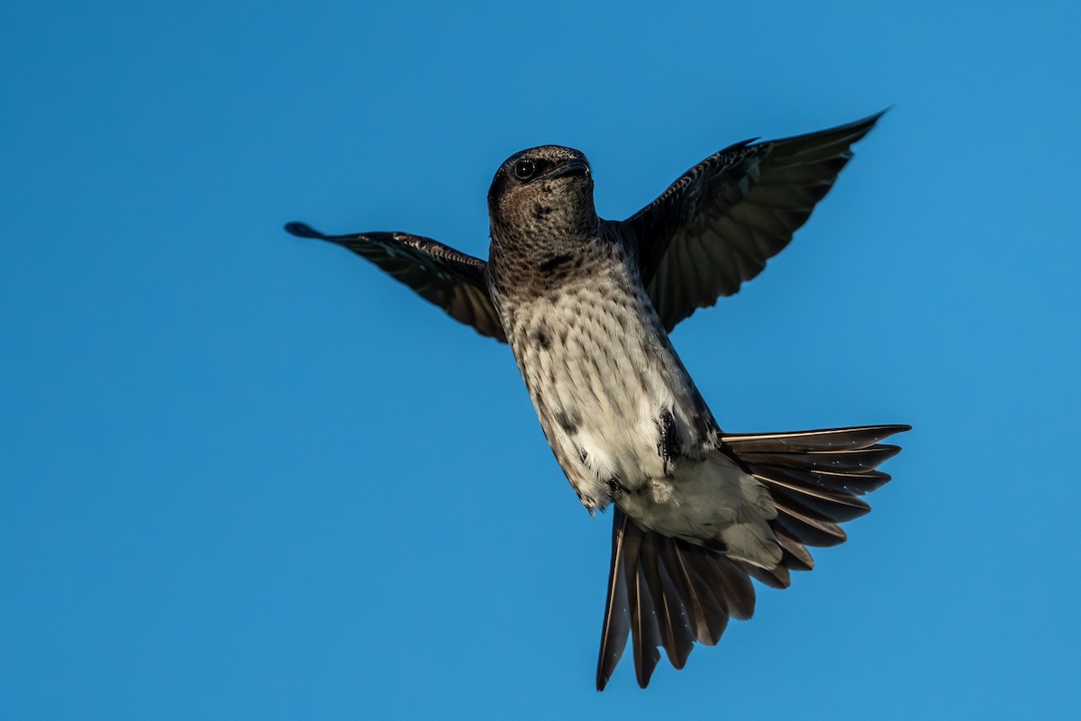 Purple Martin - ML620353496