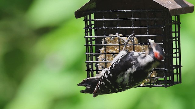 Hairy Woodpecker - ML620353502