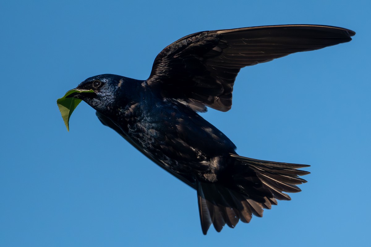 Purple Martin - ML620353504