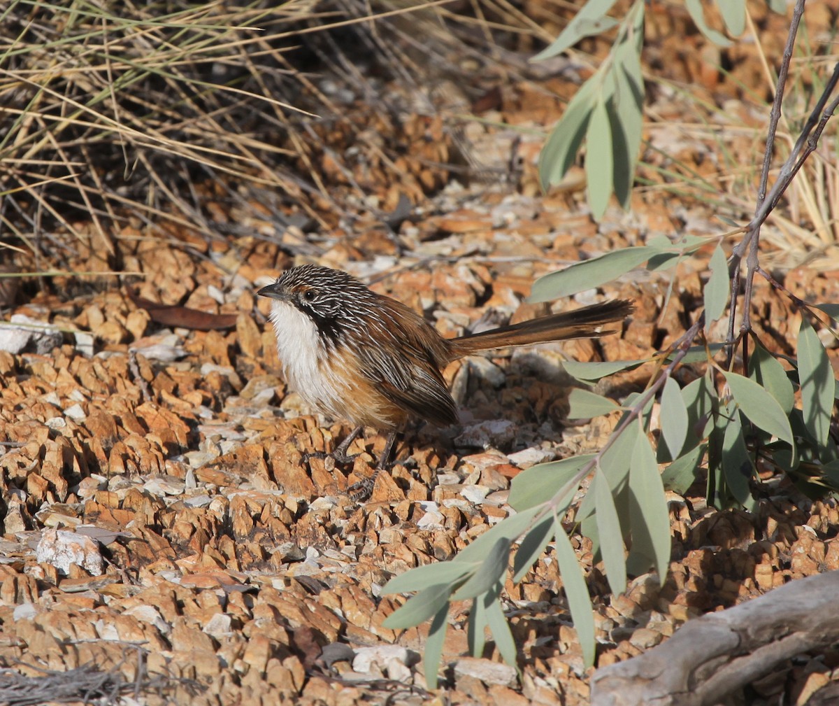 Carpentarian Grasswren - ML62035351