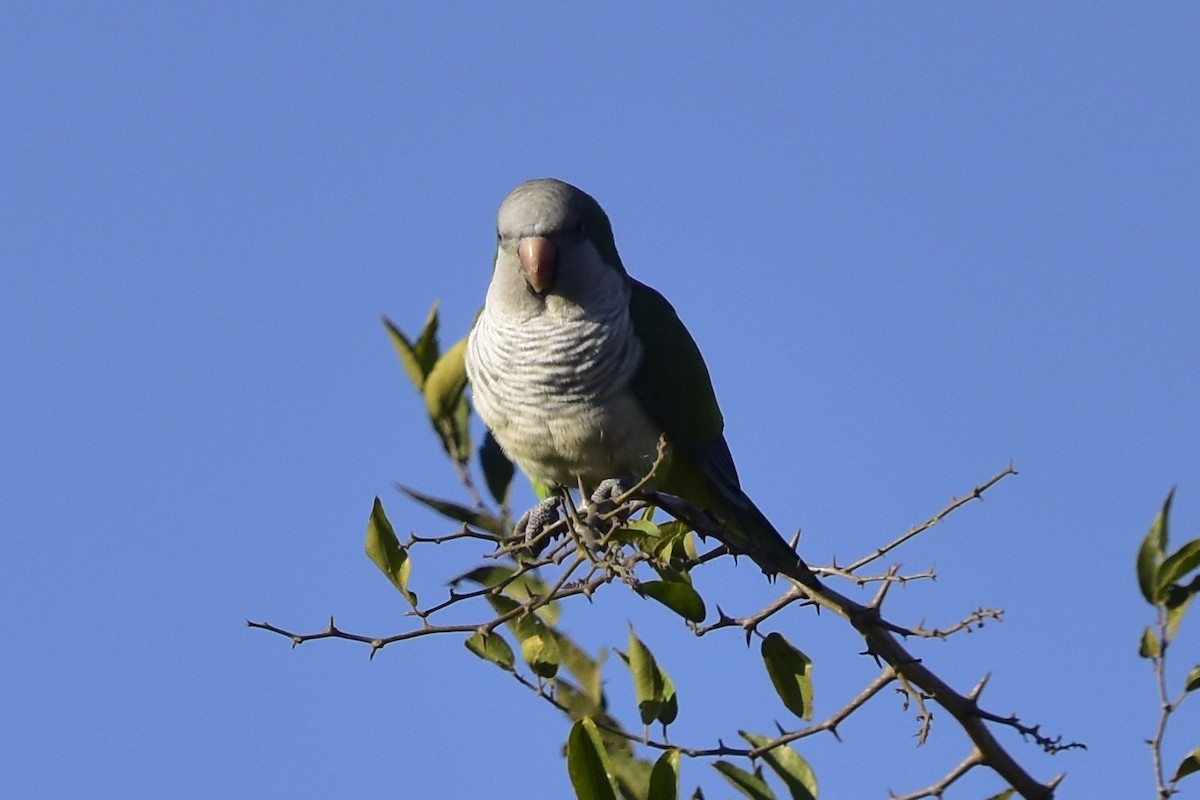 Monk Parakeet - ML620353513