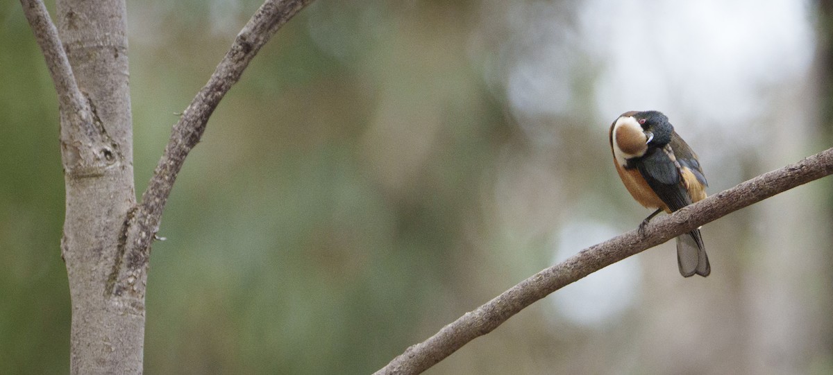 Eastern Spinebill - ML620353525