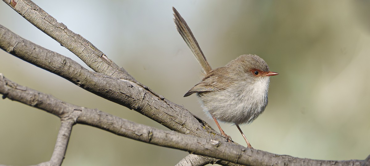 Superb Fairywren - ML620353529