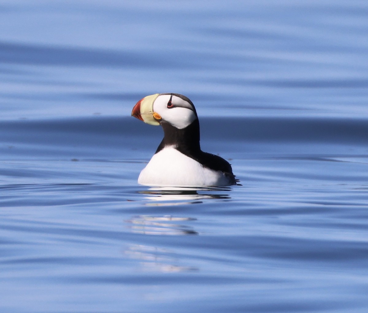 Horned Puffin - ML620353539