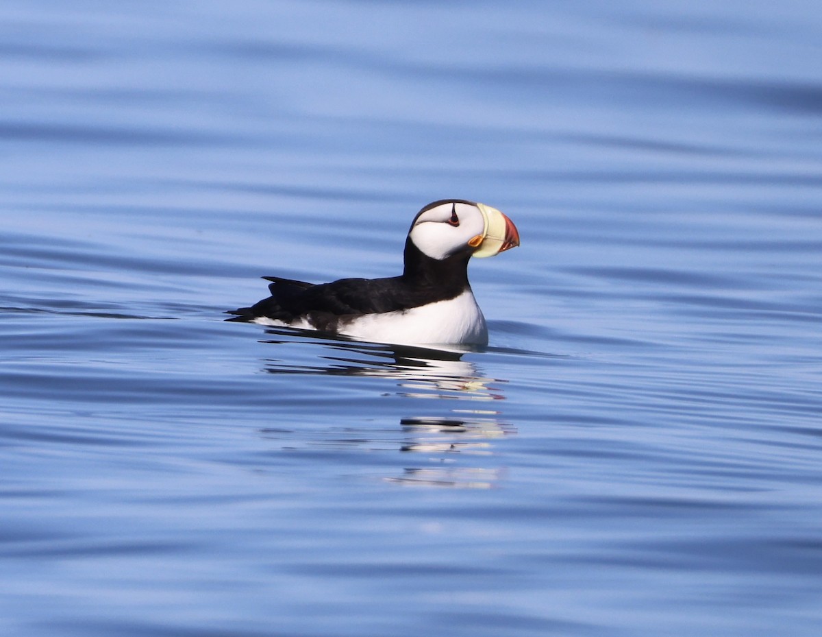 Horned Puffin - ML620353540