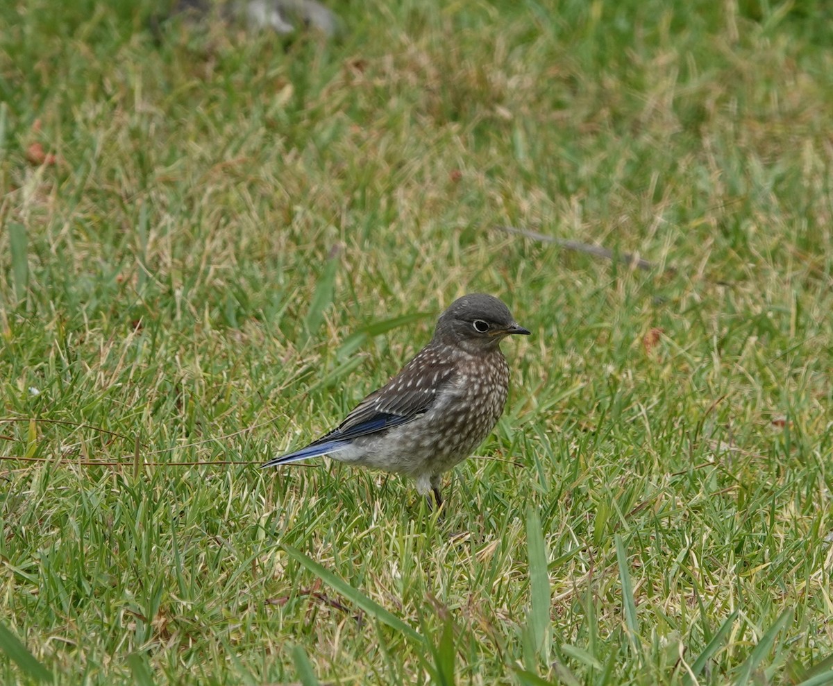 Western Bluebird - ML620353565