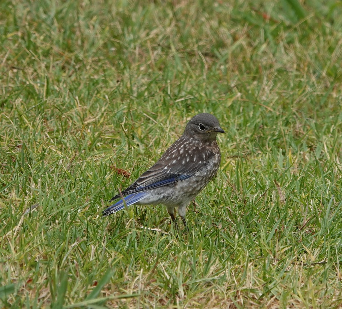 Western Bluebird - ML620353566