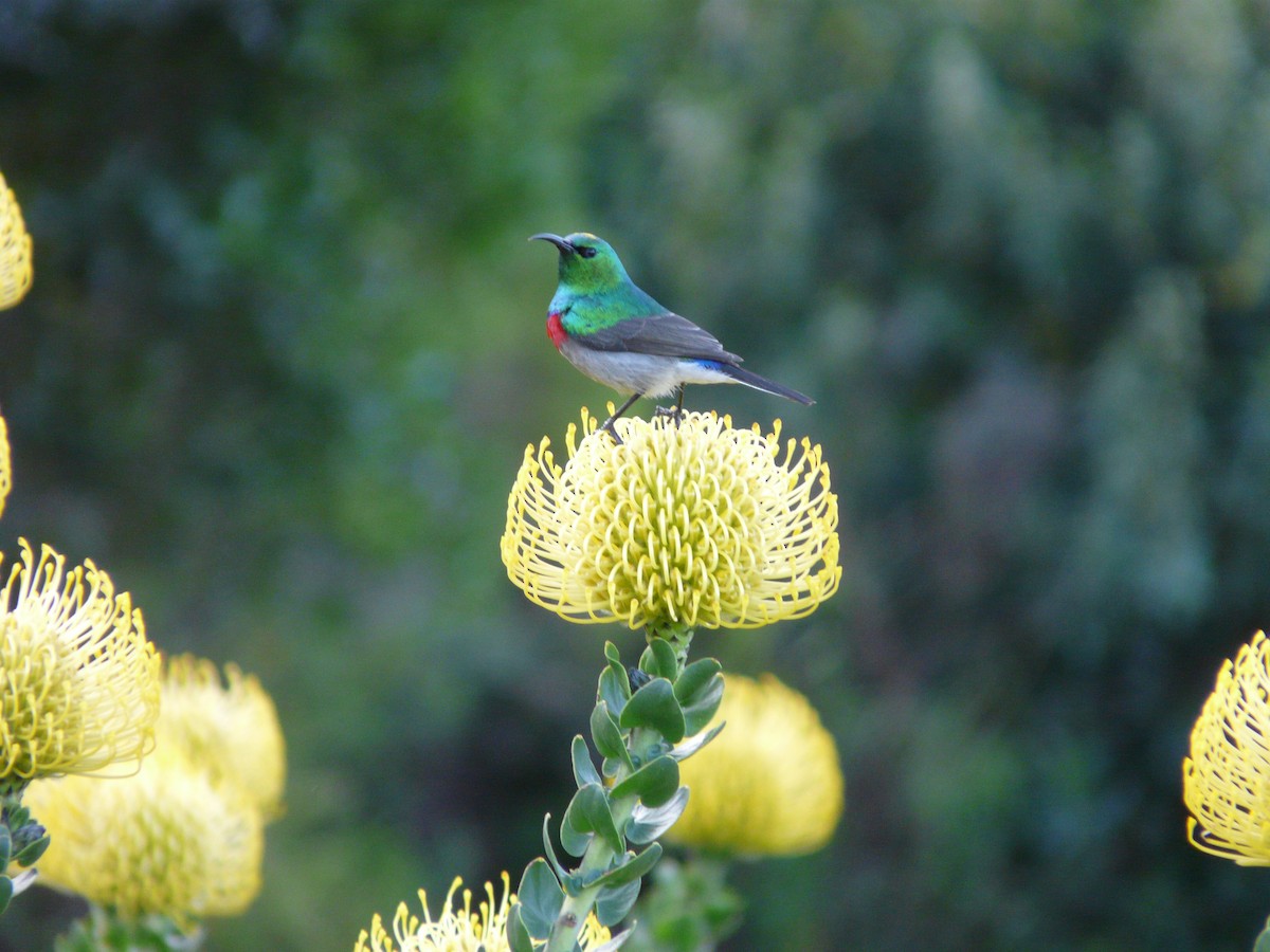 Southern Double-collared Sunbird - ML620353573