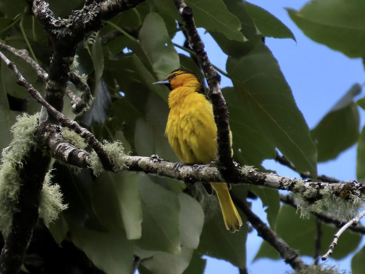 Oriole de Bullock - ML620353576