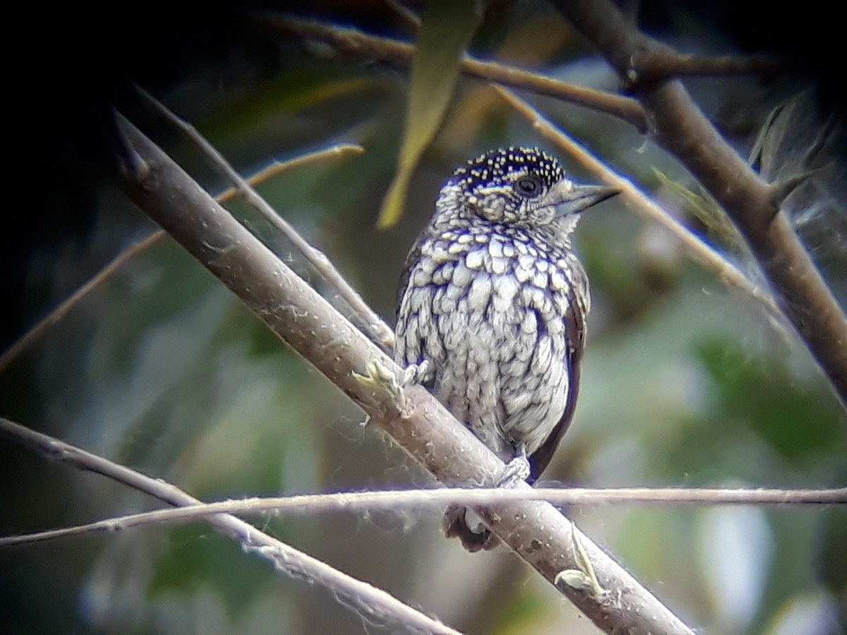 White-wedged Piculet - ML620353579