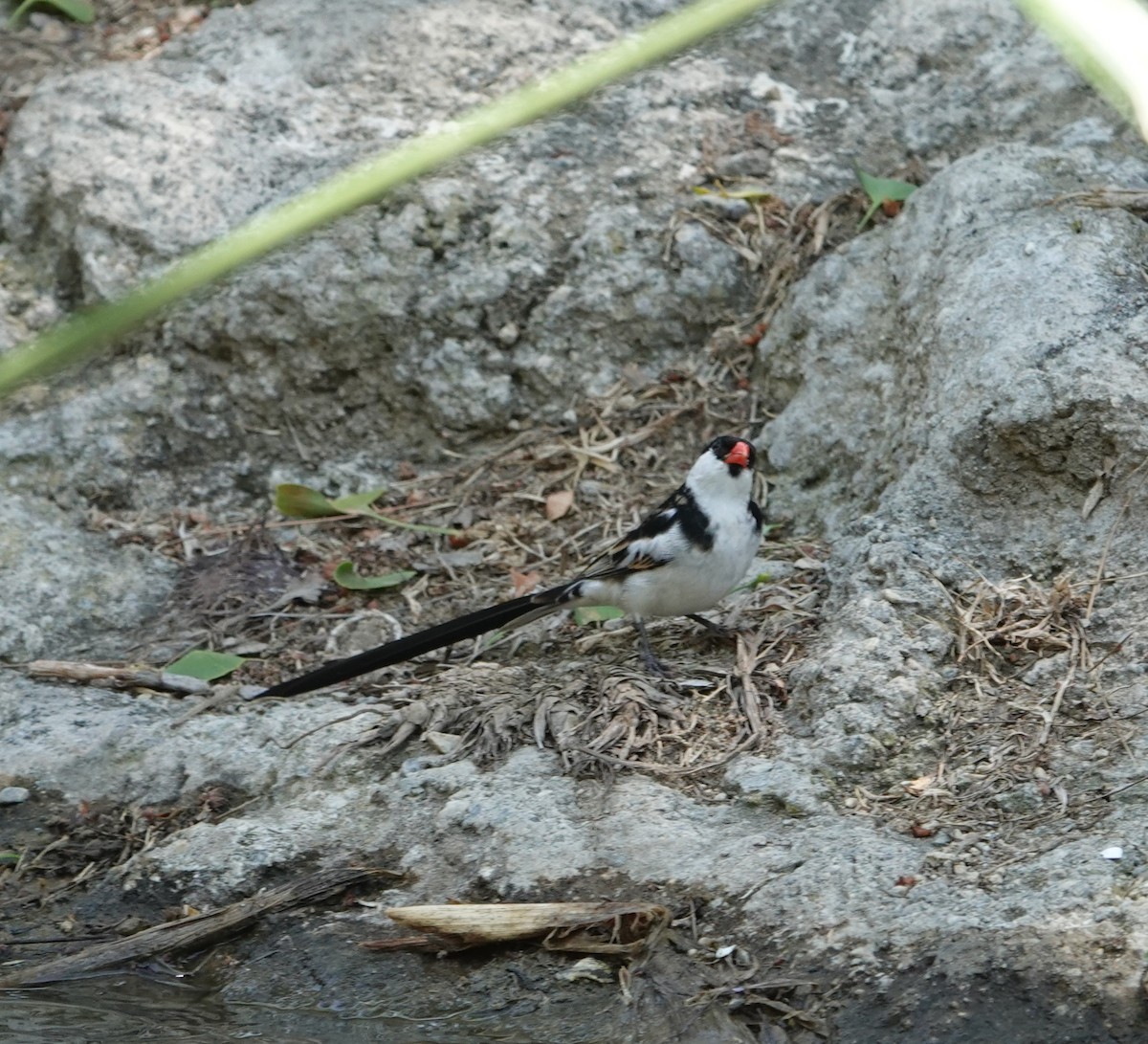 Pin-tailed Whydah - ML620353580