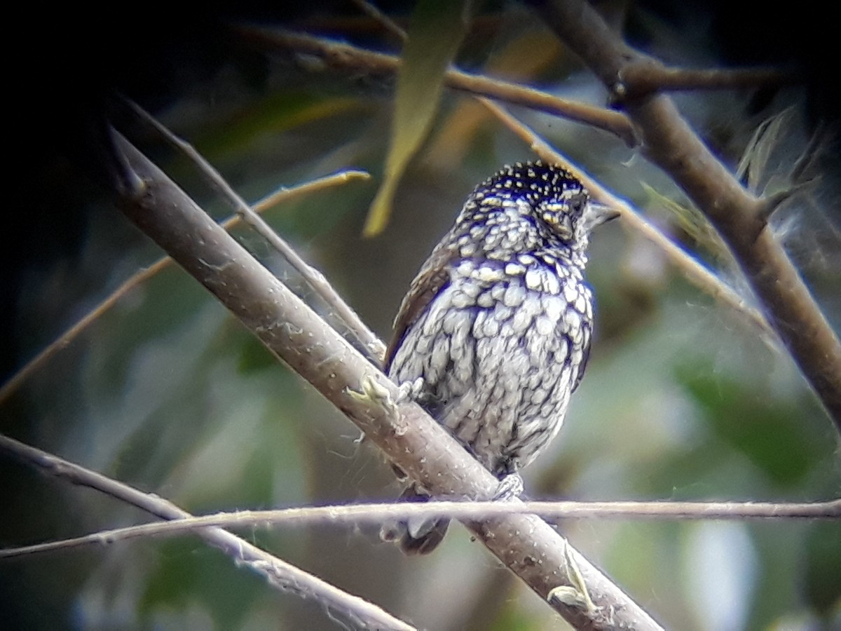 White-wedged Piculet - ML620353581