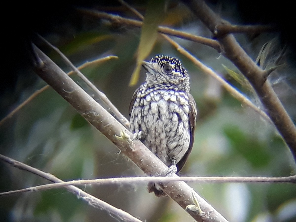 White-wedged Piculet - ML620353584