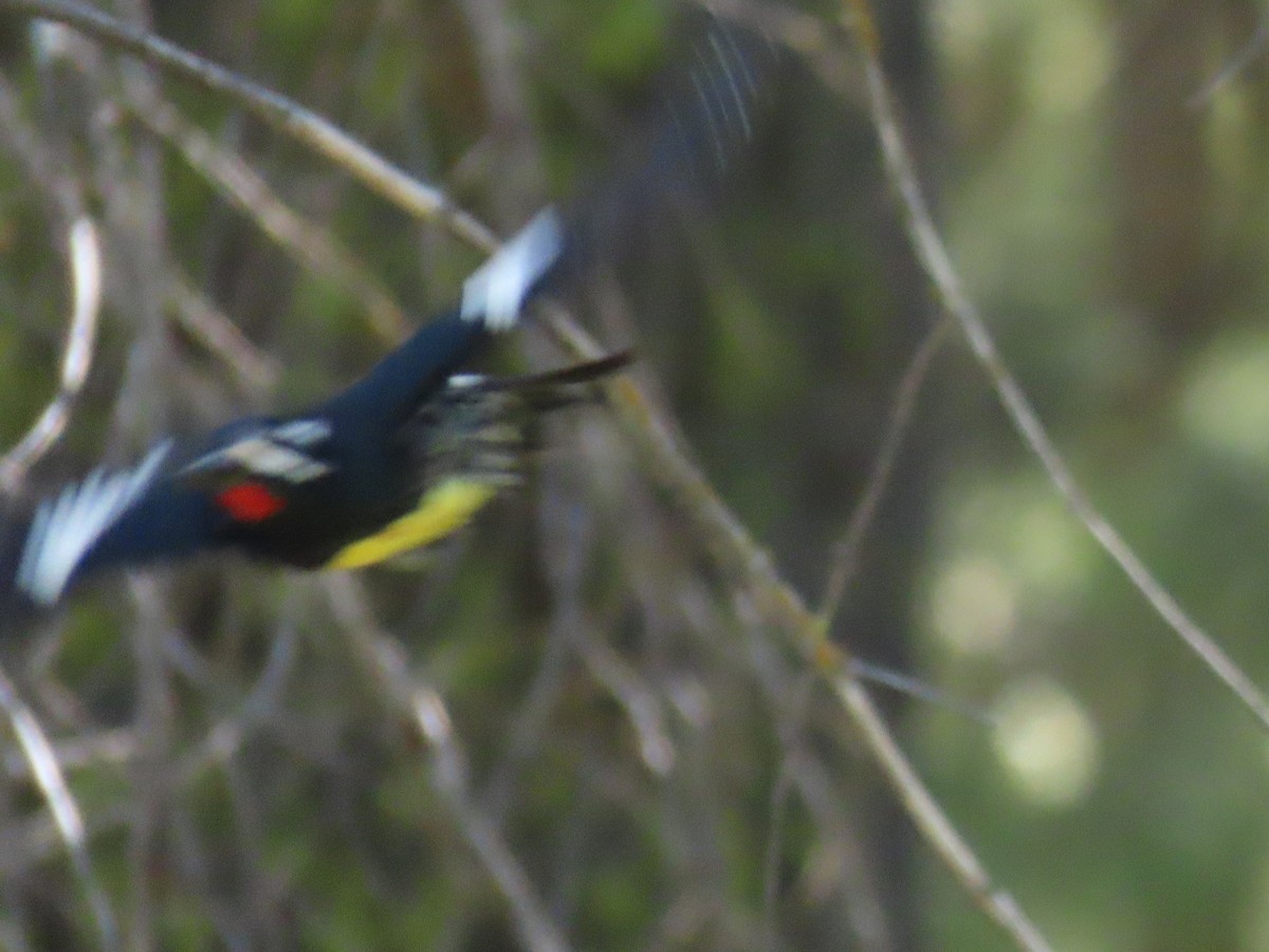 Williamson's Sapsucker - ML620353591