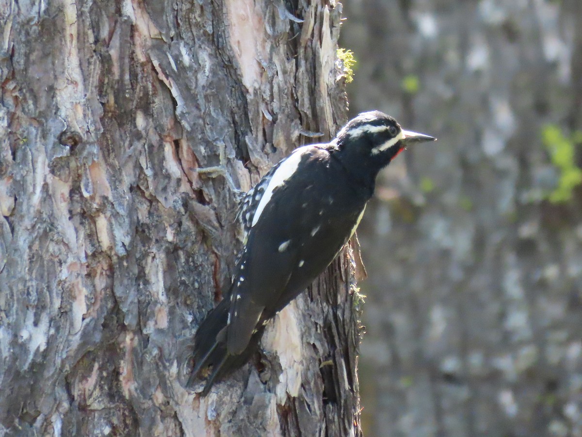 Williamson's Sapsucker - ML620353592