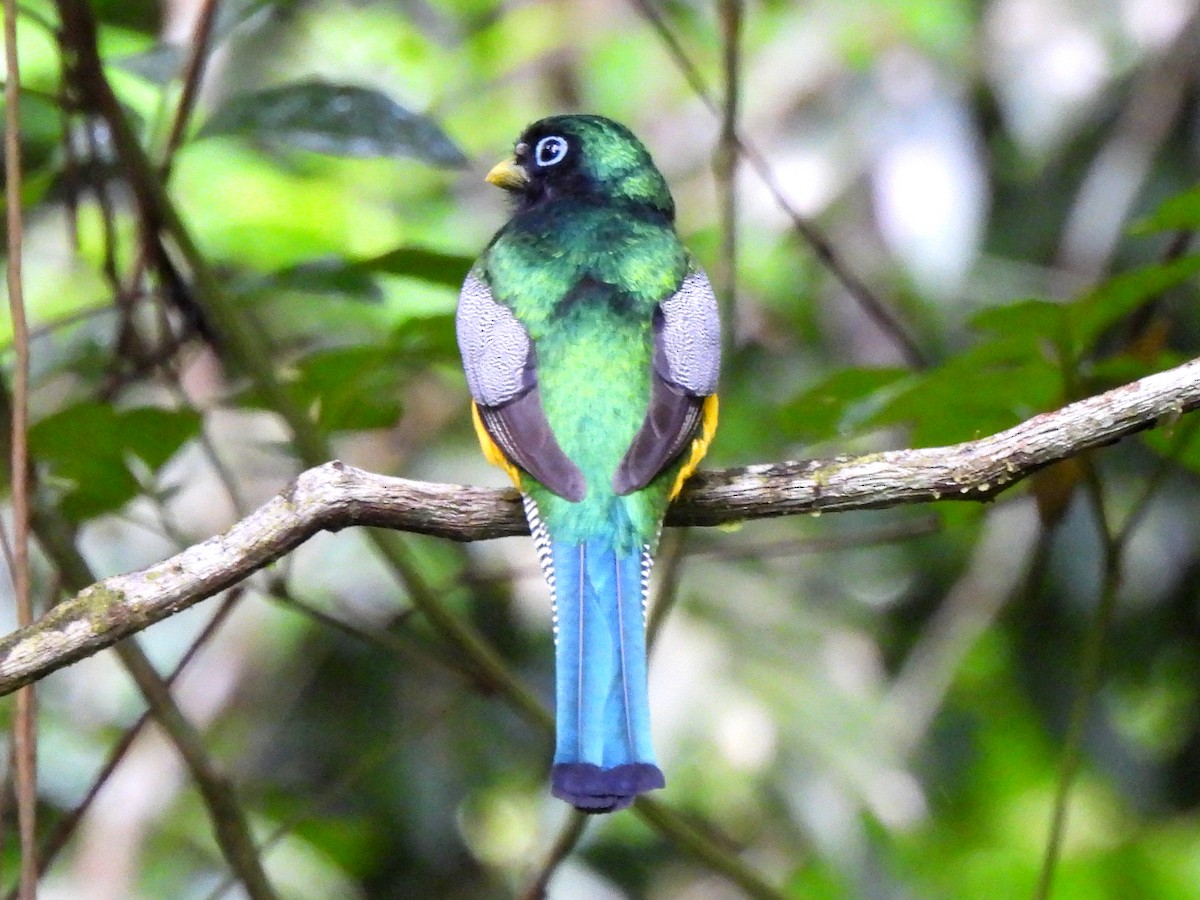 Northern Black-throated Trogon - ML620353599