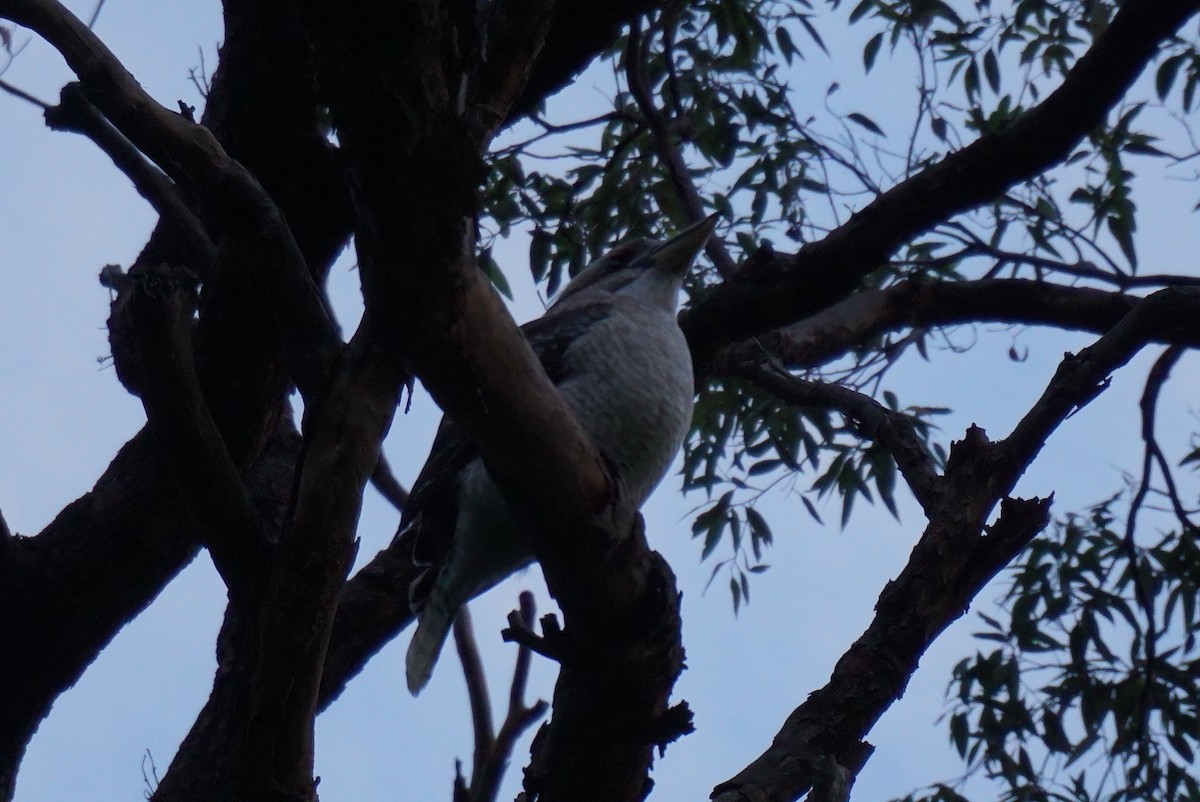 Laughing Kookaburra - ML620353600