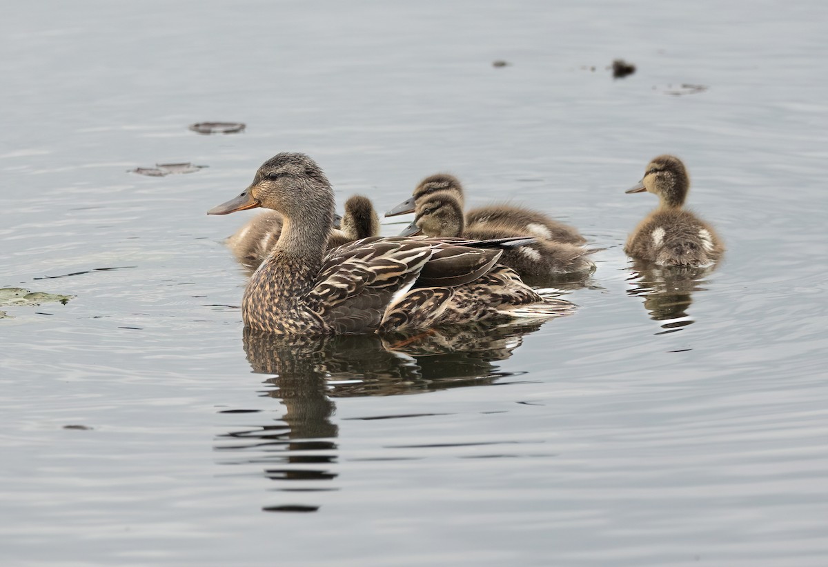 Canard colvert - ML620353605