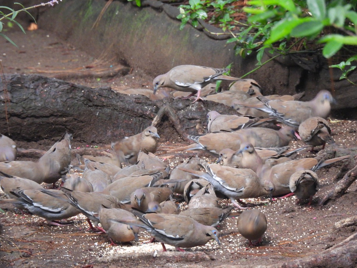 White-winged Dove - ML620353610