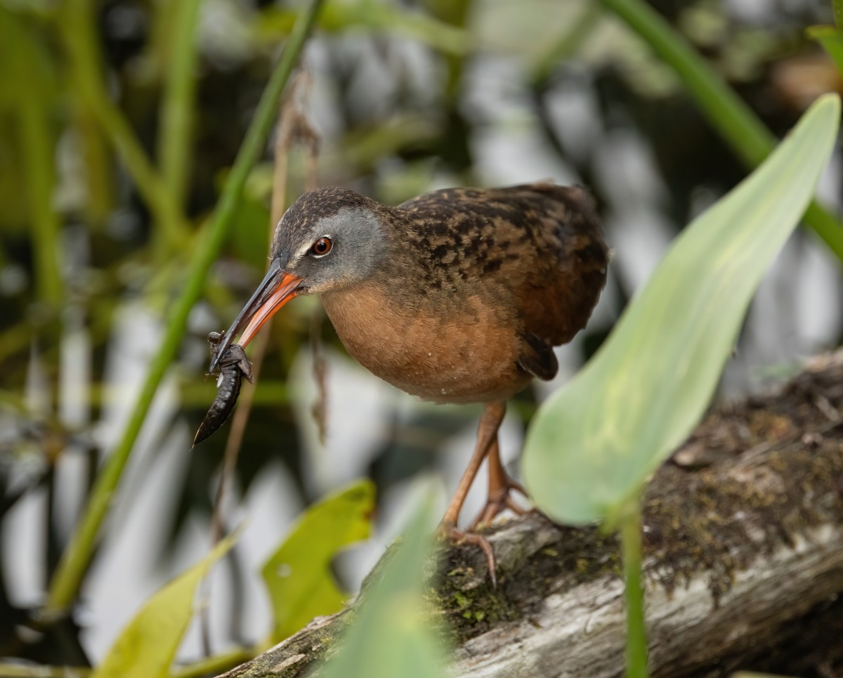 Virginia Rail - Julie Paquette