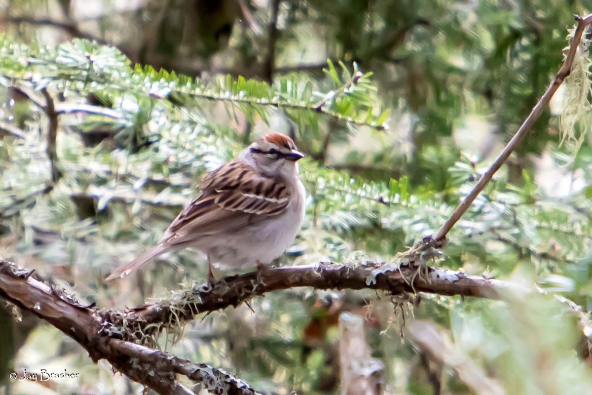 Chipping Sparrow - ML620353616