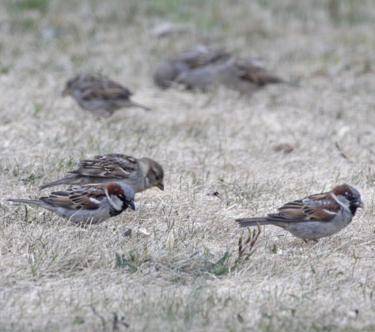 House Sparrow - ML620353618