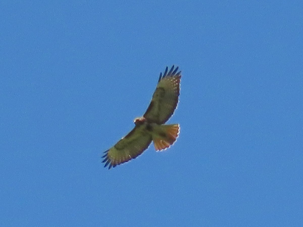Red-tailed Hawk - ML620353620