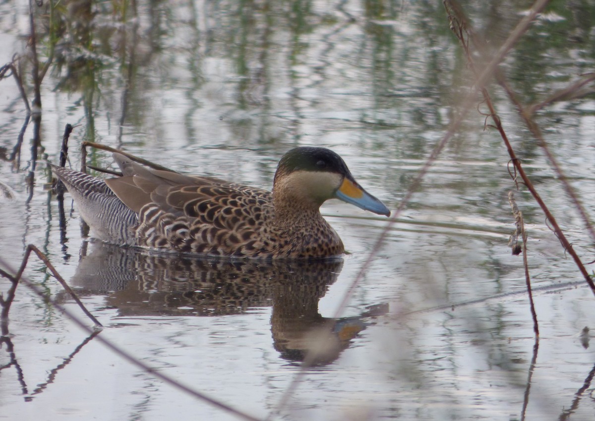 Silver Teal - ML620353630