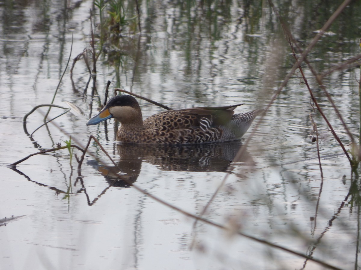 Silver Teal - ML620353631