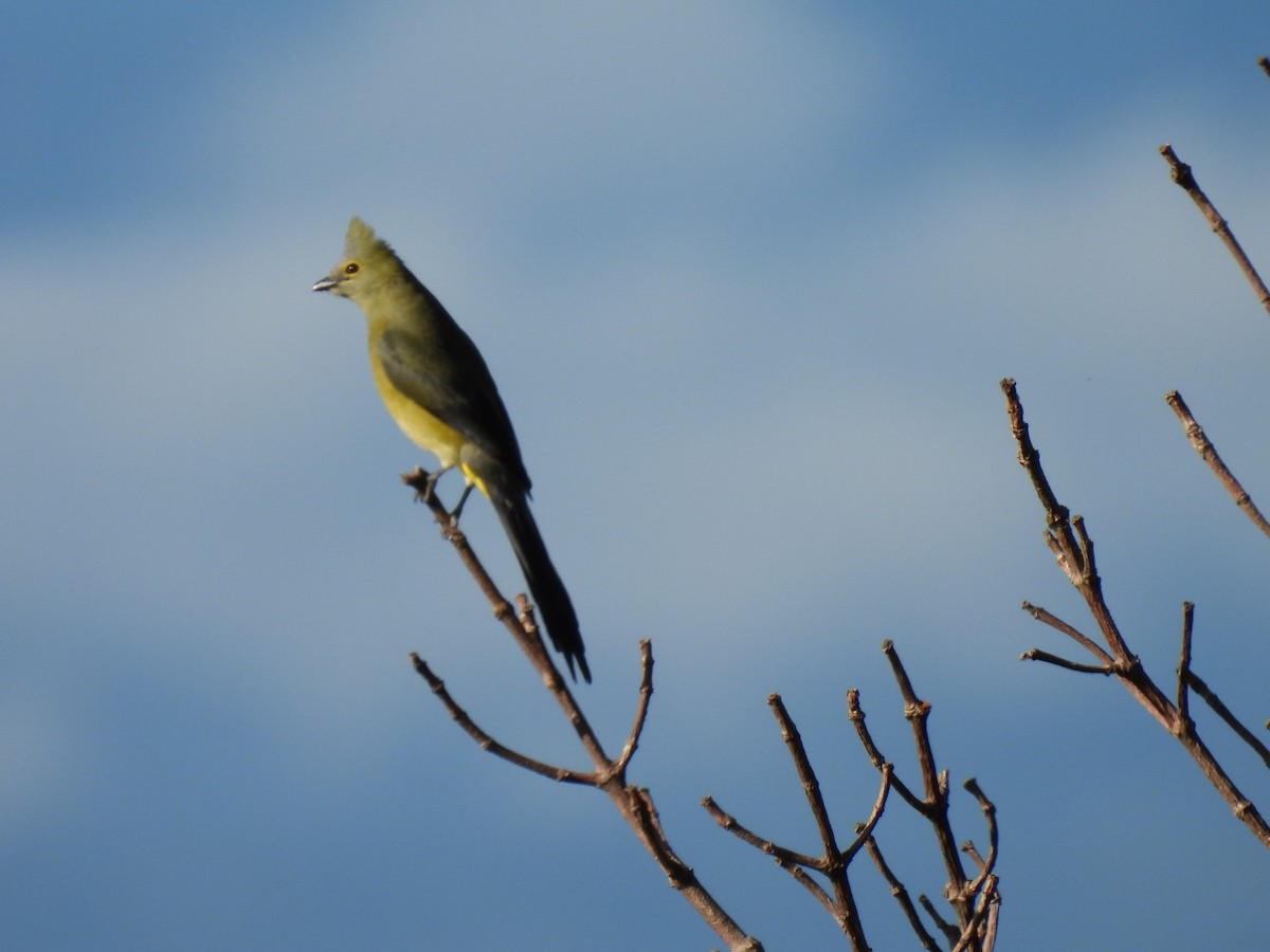 Long-tailed Silky-flycatcher - ML620353639