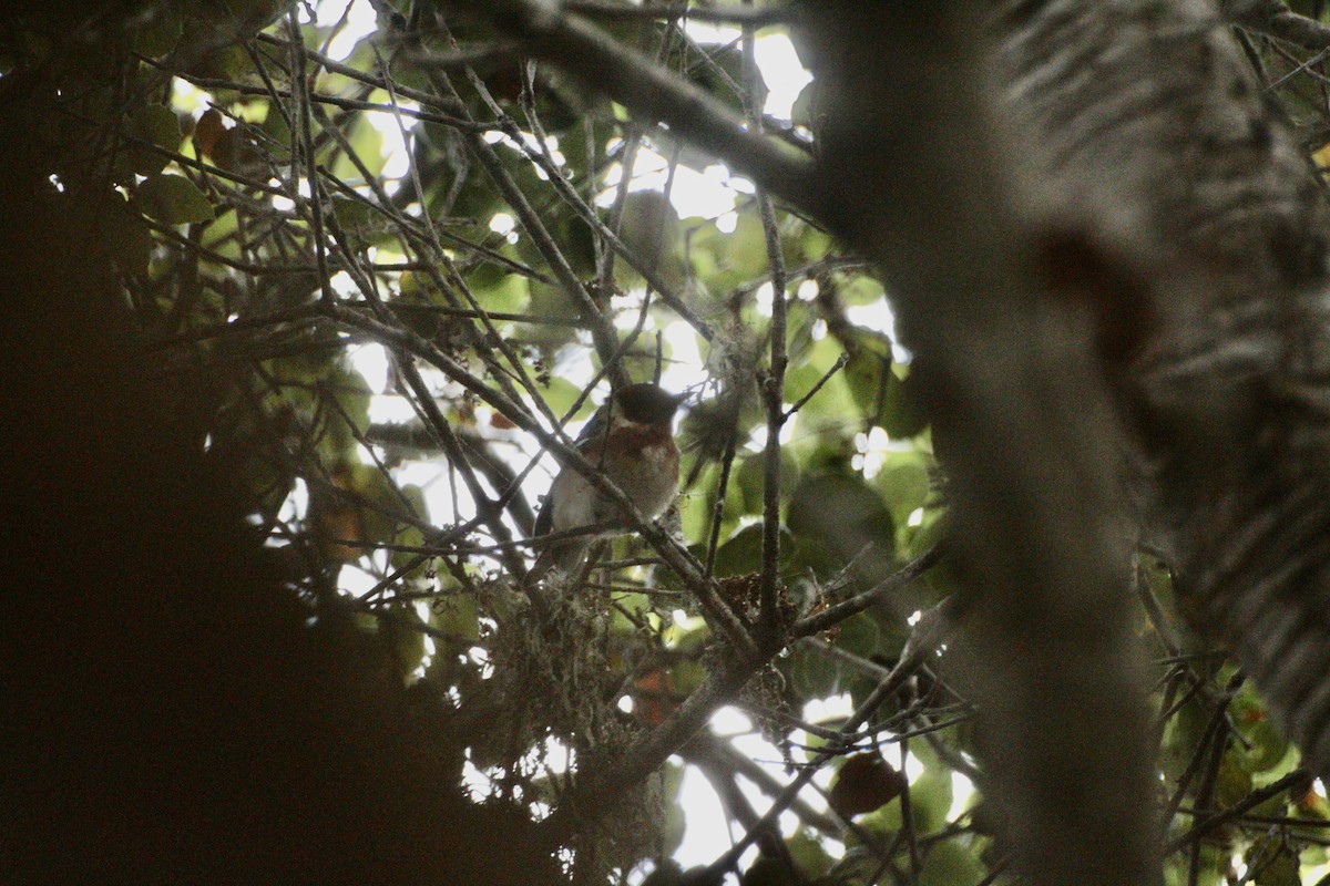 Bay-breasted Warbler - ML620353649