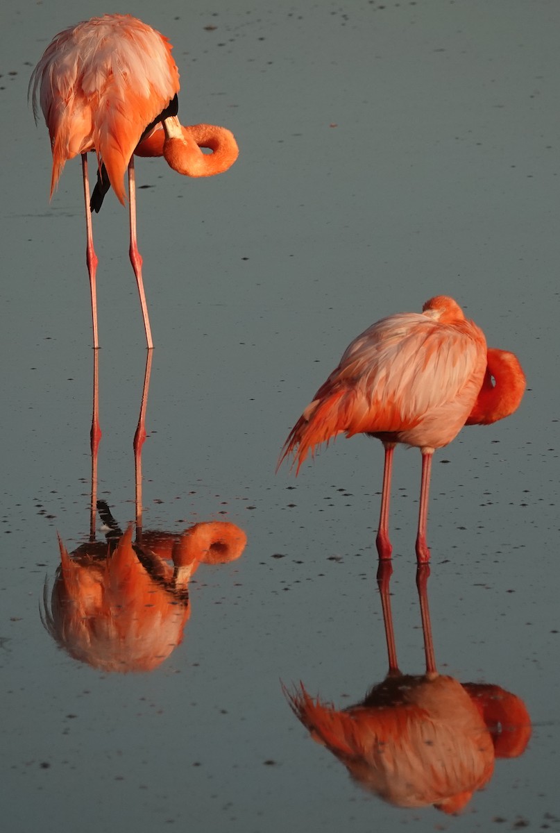 American Flamingo - ML620353650