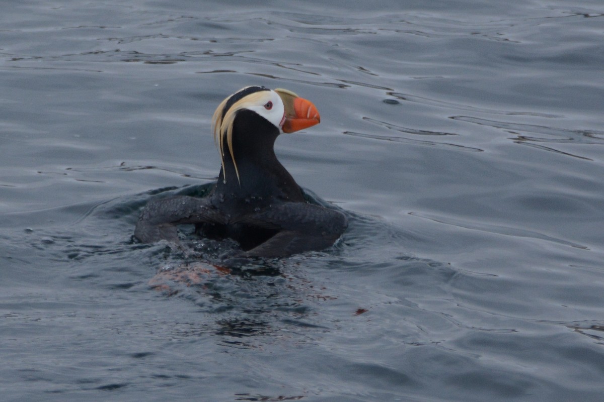 Tufted Puffin - ML620353665
