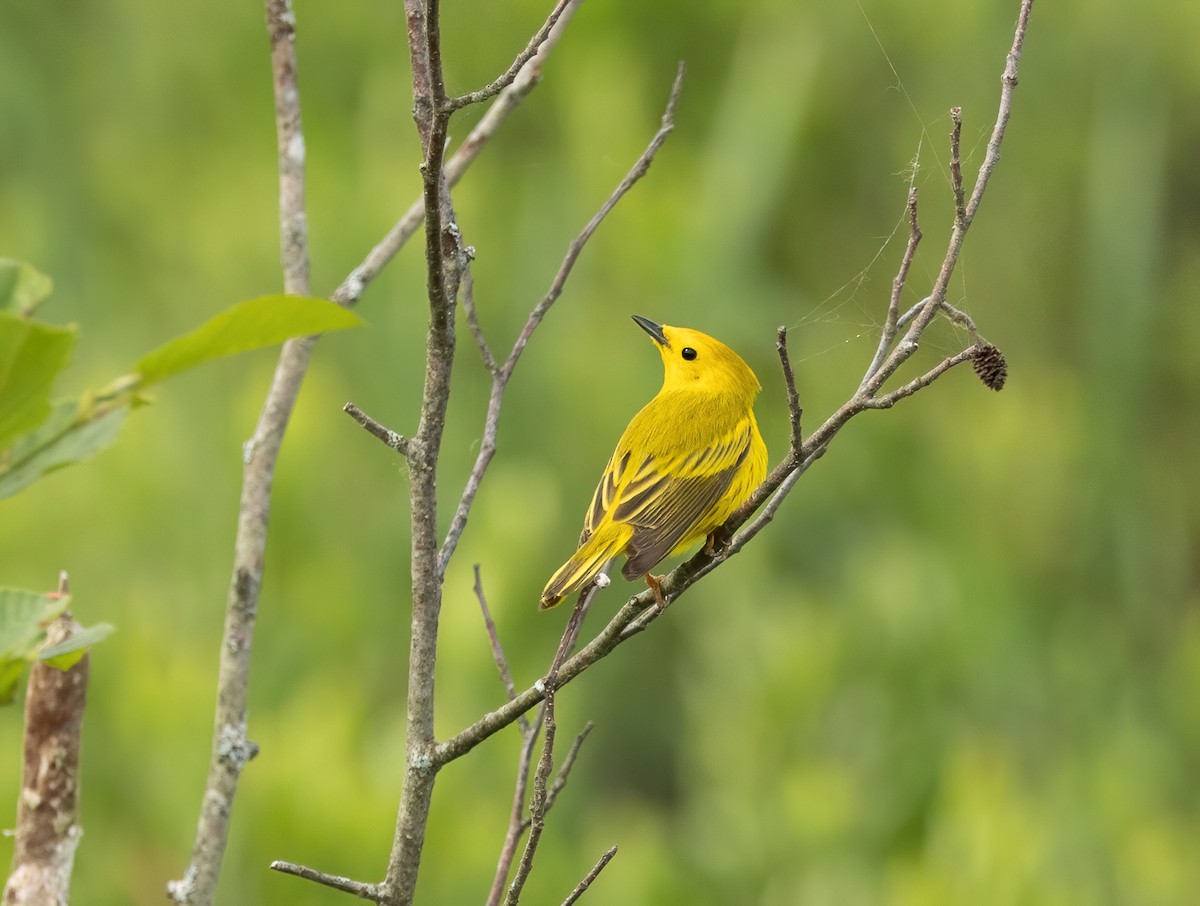 Paruline jaune - ML620353691