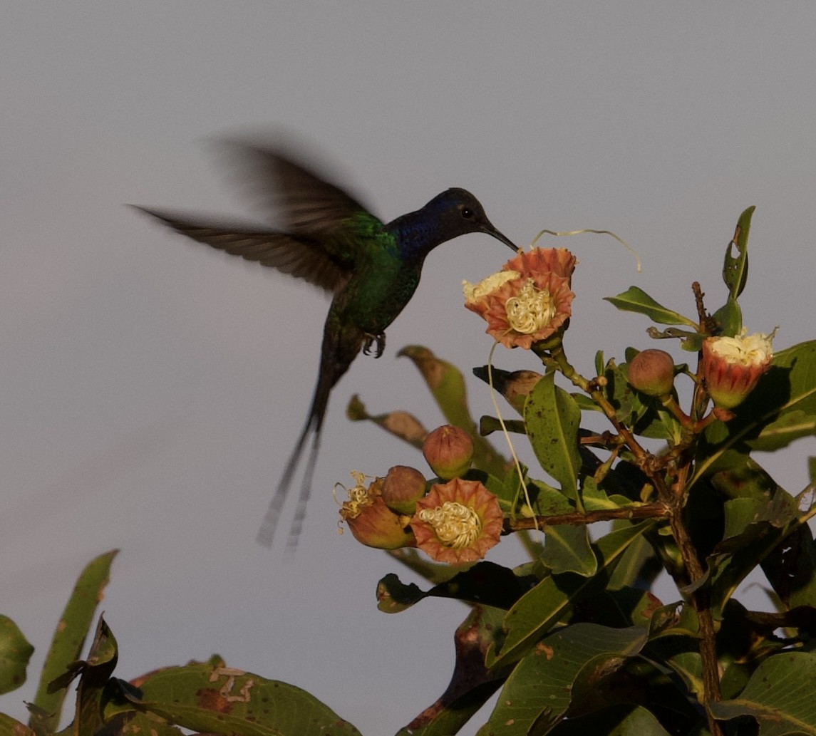 Swallow-tailed Hummingbird - ML620353694