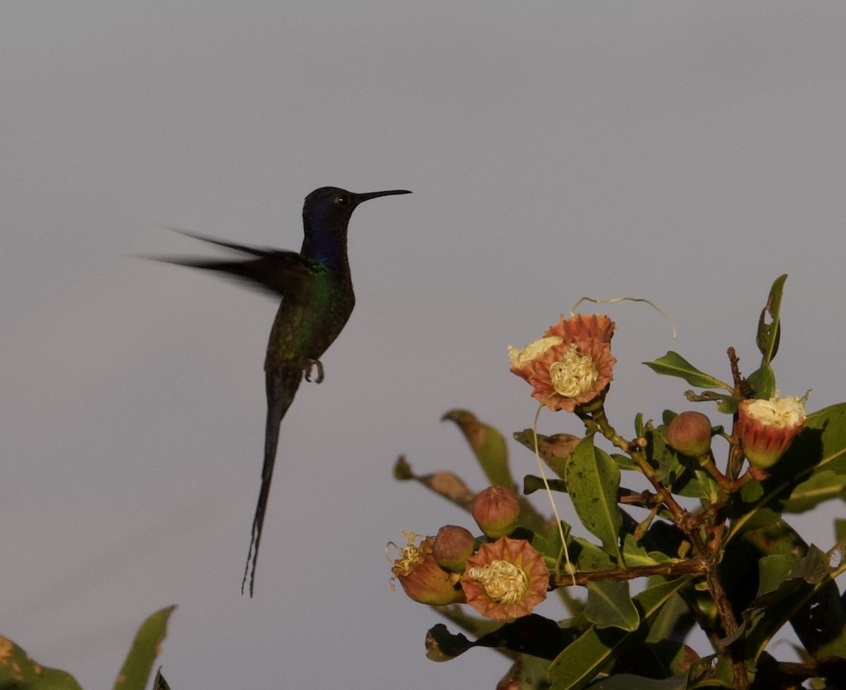 Swallow-tailed Hummingbird - ML620353695