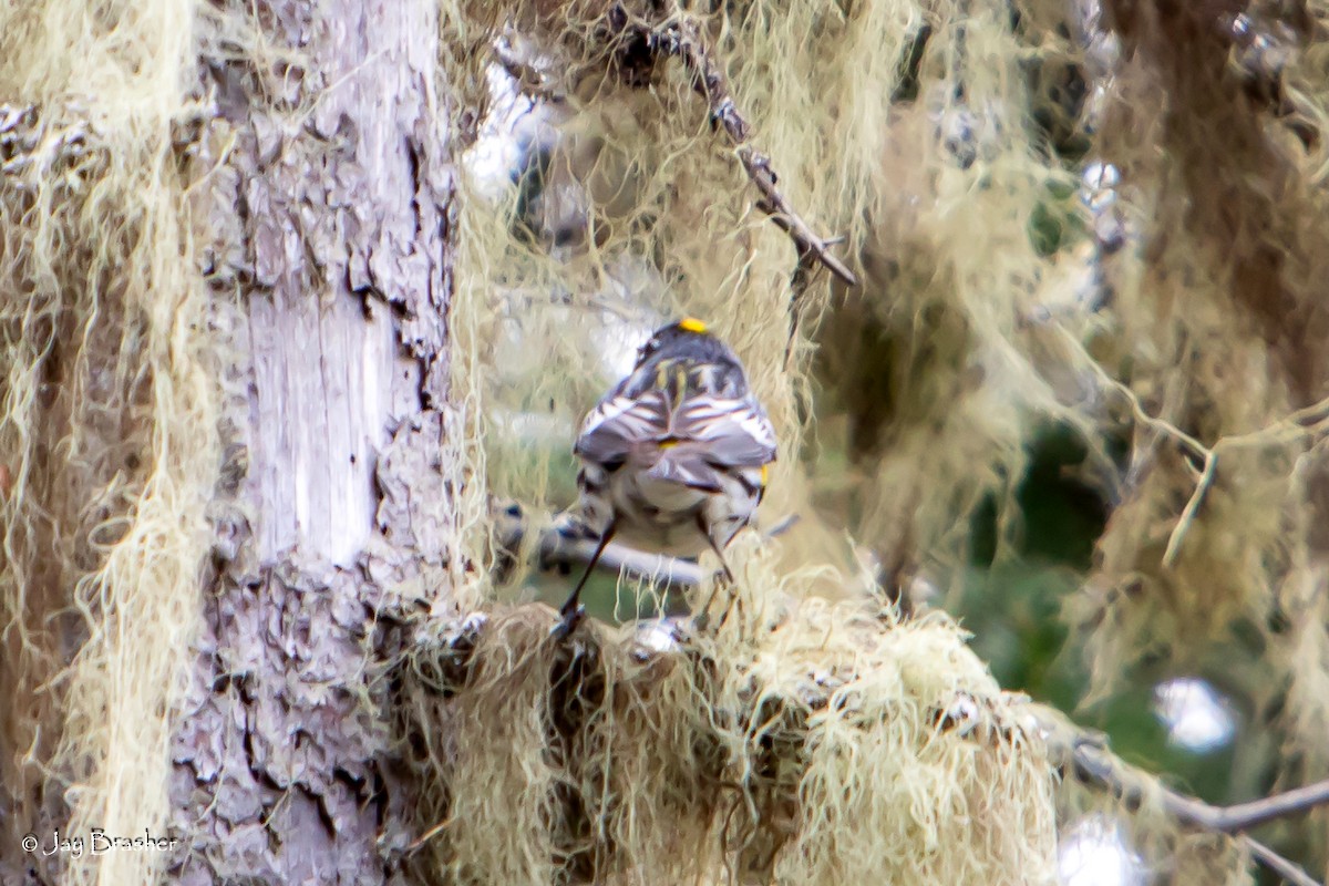 Yellow-rumped Warbler (Myrtle) - ML620353704