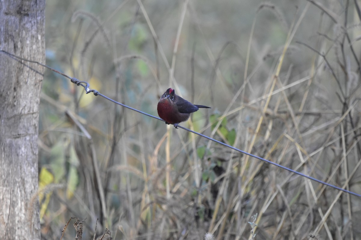 Red-crested Finch - ML620353707