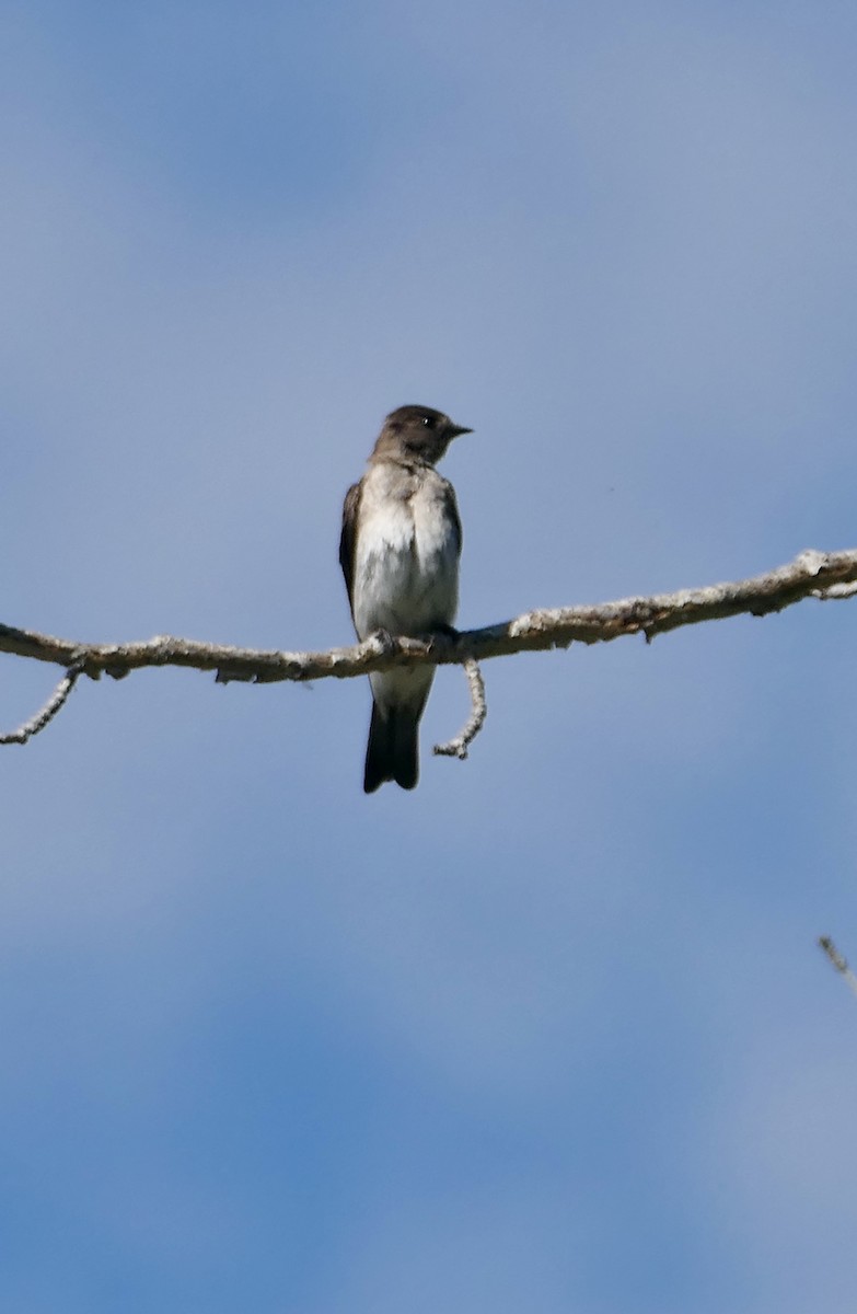 Northern Rough-winged Swallow - ML620353708