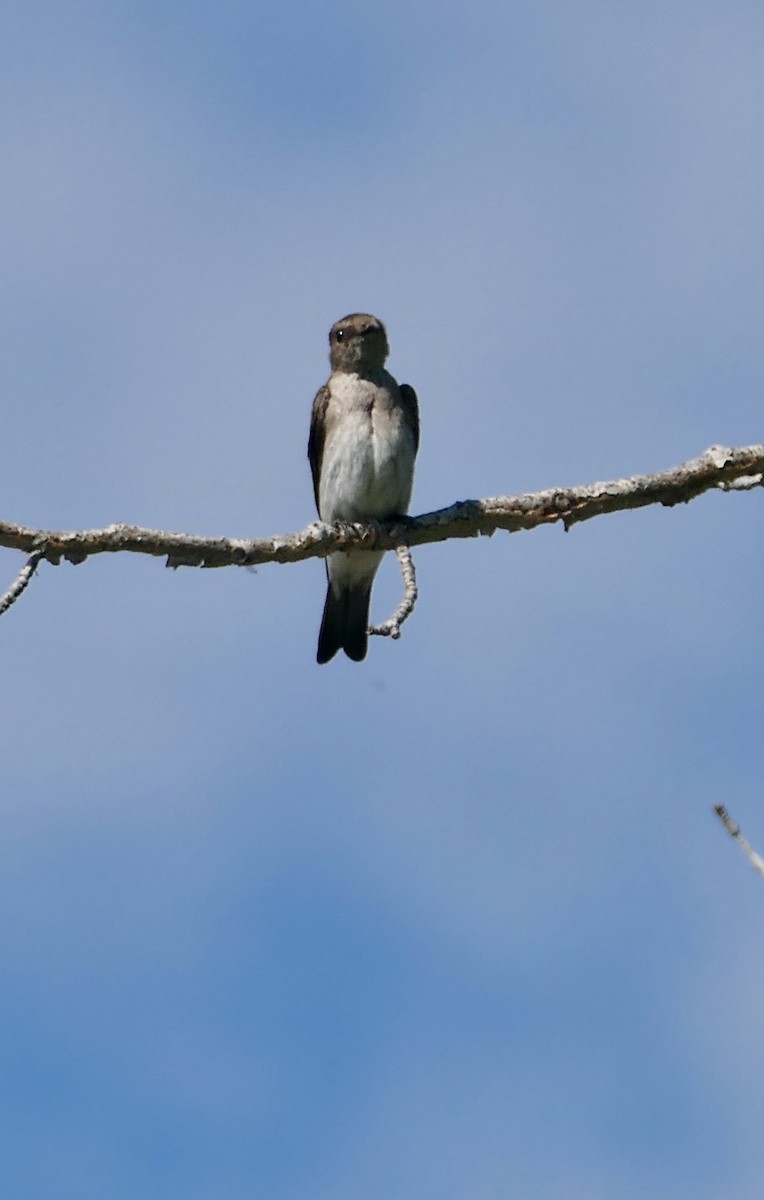 Northern Rough-winged Swallow - ML620353715